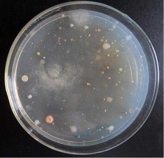 田楓凍干機(jī)：微生物菌種如何真空冷凍干燥保存