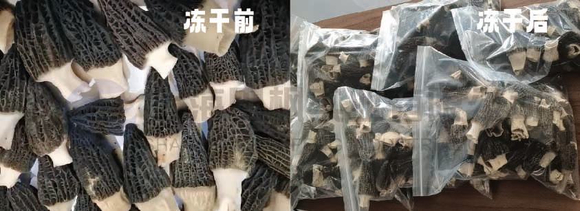 冷凍干燥技術(shù)在羊肚菌儲存中的應用